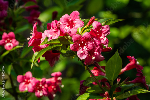 Blooming Weigela Bristol Ruby bush. Branch with pink flowers and bright green leaves on blurred background. Selective focus. Close-up. Ornamental garden. Floral landscape. There is room for text.