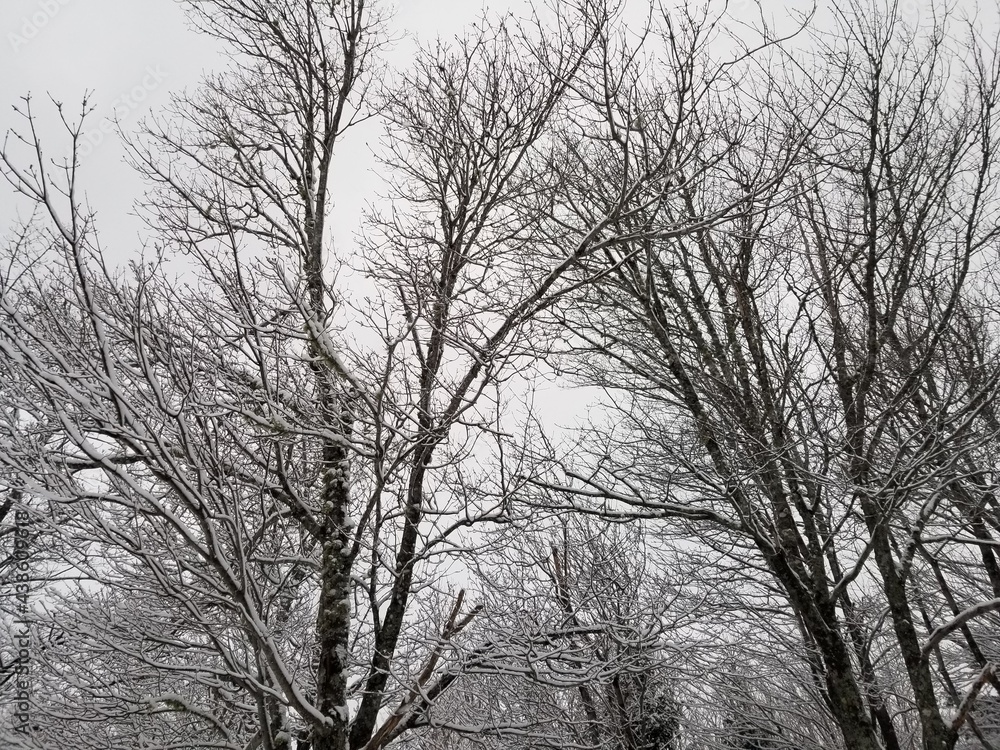 trees in winter trees in winter
