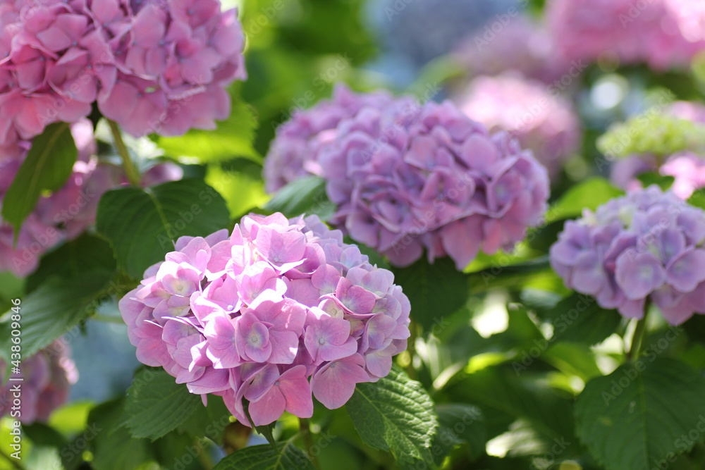 紫陽花 紫陽花