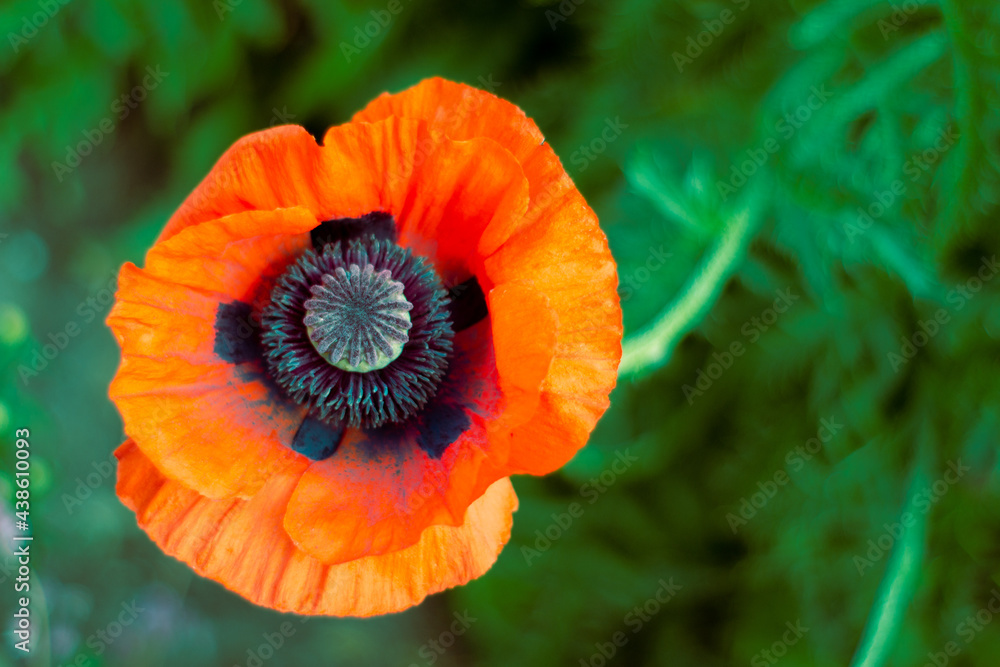 close-up of the poppy flower. View from above.