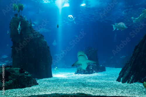 Fish tank with several species with emphasis on shark.