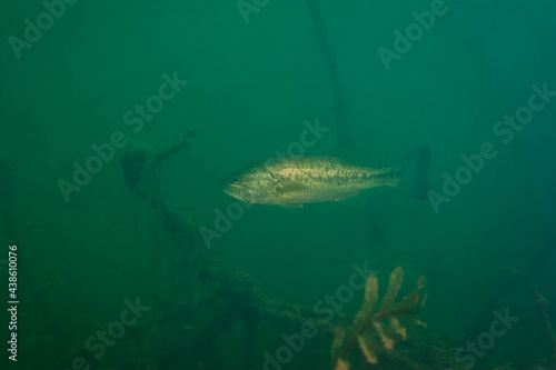 Small mouth bass swimming in a Michigan inland lake