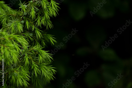 Background with dark green leaves with bokeh background, fresh flat background. Flat lay backdrop. Nature concept