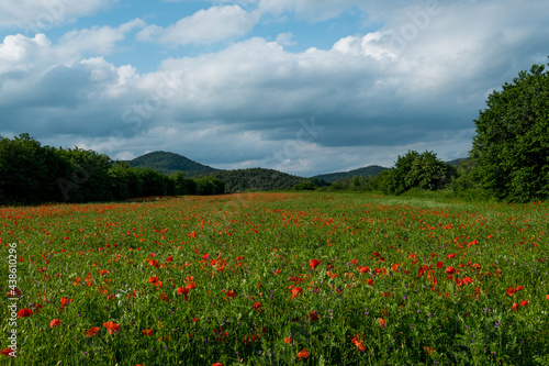 scenic sunset landscape of catalan region known as Garrotxa in spanish Catalunya region in spring with poppy flowers fields, known for its mountains and volcanoes