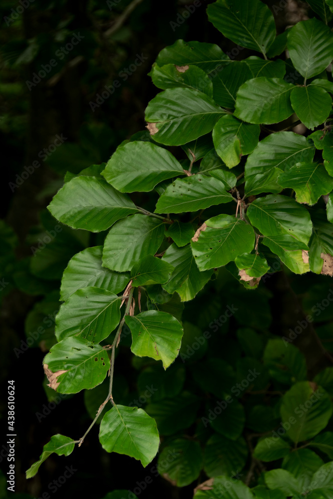Background with dark green leaves with bokeh background, fresh flat background. Flat lay backdrop. Nature concept Background with dark green leaves with bokeh background, fresh flat background. Flat lay backdrop. Nature concept