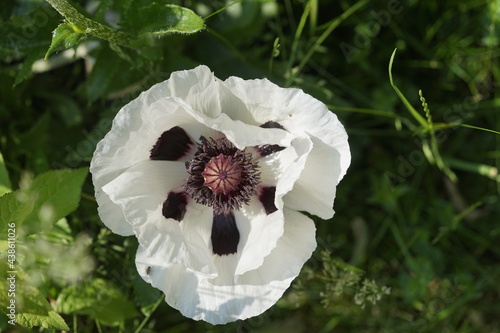 Eine weiße Mohnblume geschlossen und geöffnet flower head white