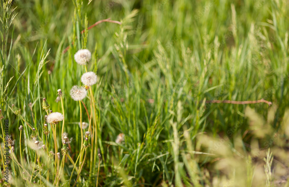 Fluffy dandelions on the lawn. Selective focus. Fluffy dandelions on the lawn. Selective focus.