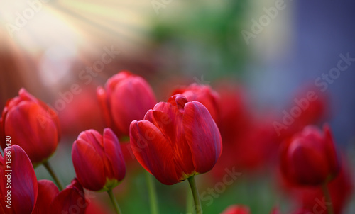 blooming red tulips in the garden on a spring sunny day