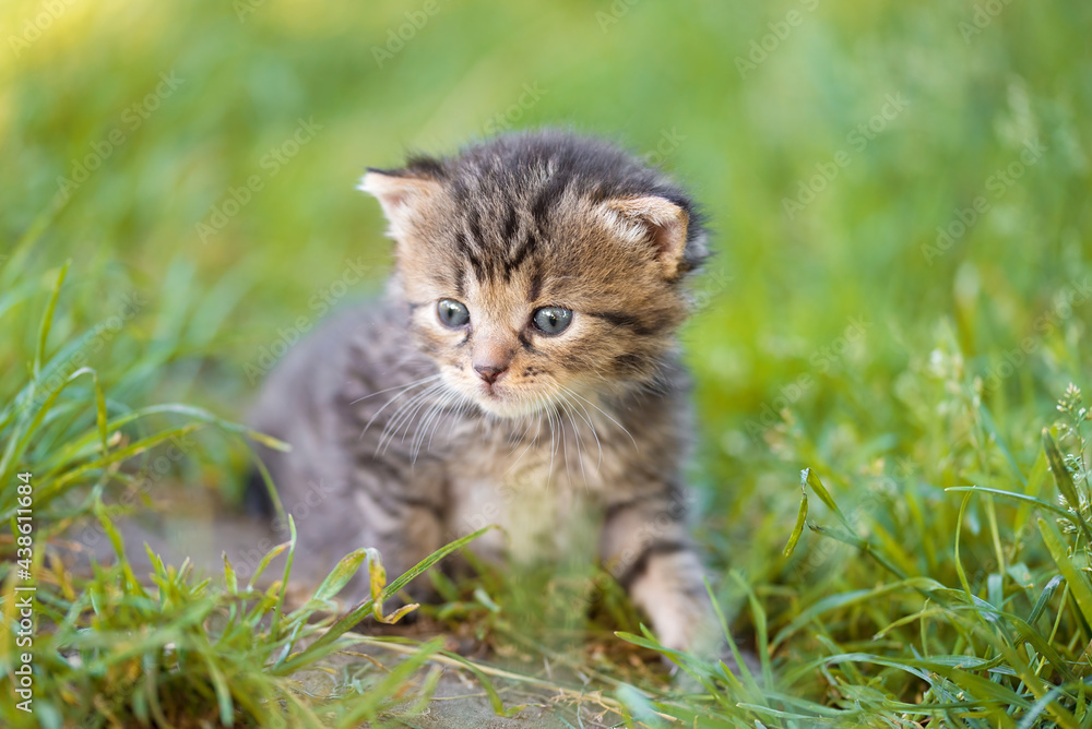 Closeup photo of a little cat in the garden