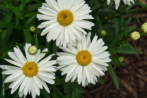 Beautiful Daisy flowers blooming in the garden