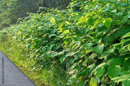 Japanese knotweed, Asian knotweed (Reynoutria japonica)
It forms thick, dense colonies that completely crowd out any other herbaceous species and is now considered one of the worst invasive exotics.