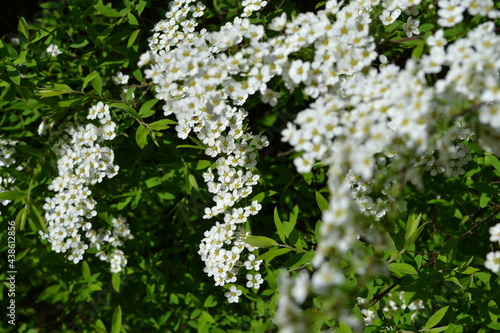 White blooming fruit tree, tender white flowers on the branch 