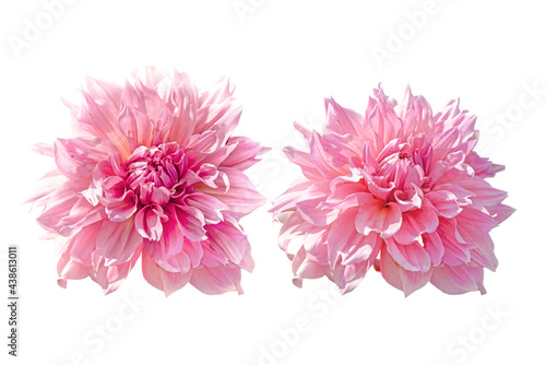 couple of pink dahlia flowers isolated on white