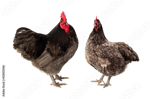 Male and female chickens ( rooster and hen ) Blue Australorp isolated on white background.