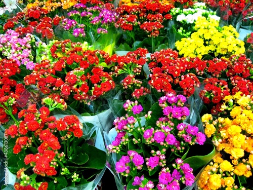 Kalanchoe blossfeldiana  Flaming Katy  Florist Kalanchoe  red pink yellow purple flowers background pattern. Colorful small flowers of Kalanchoe close-up. Beautiful bright succulent plant red flowers