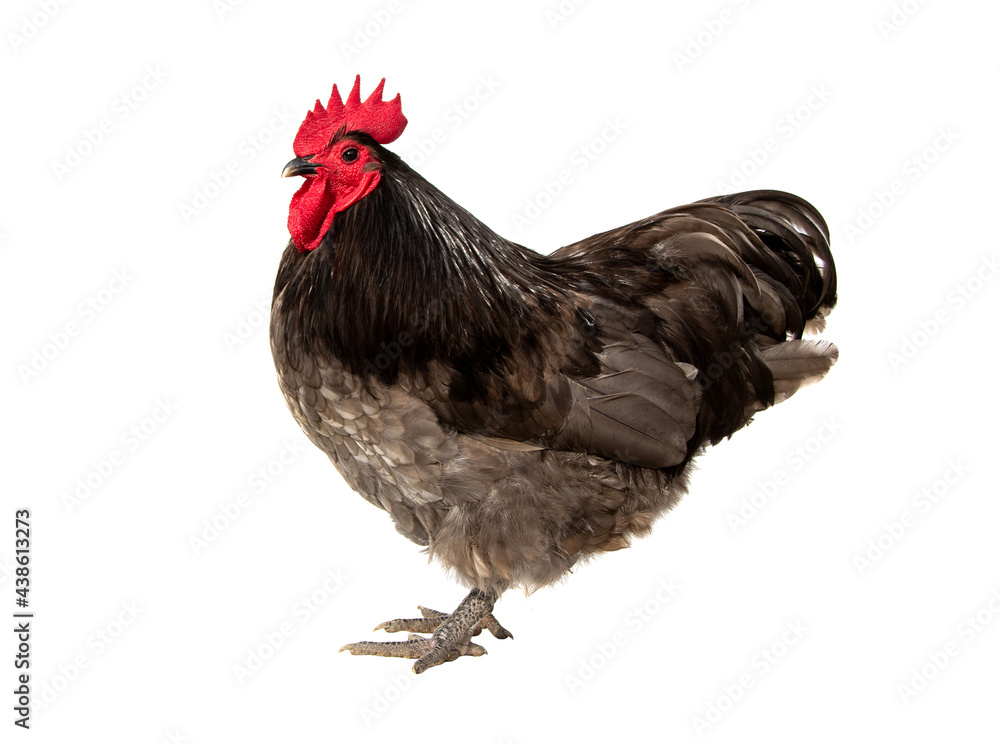 Chicken male have red comb. Blue australorp rooster isolated on white background.