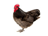 Chicken male have red comb. Blue australorp rooster isolated on white background.