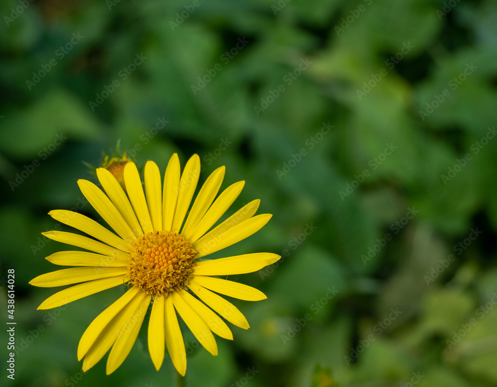 yellow chrysanthemum flower in the park yellow chrysanthemum flower in the park