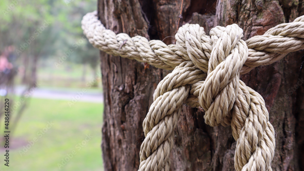 A brown rope knotted securely to a sturdy tree trunk. Close-up of the knot. Rope around the tree trunk. Wonderful natural environment. Close-up climbing a white rope.