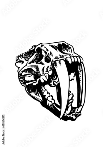 Graphical skull of saber-toothed tiger isolated on white , paleontology of ice age