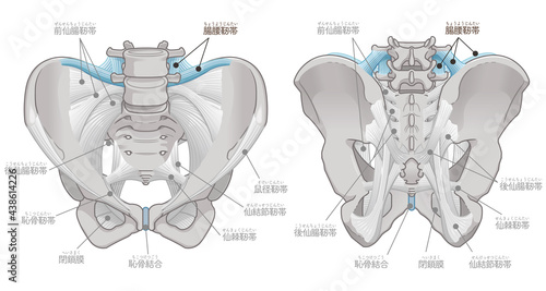 骨盤の正面と背面、腸腰靭帯（テキストつき）
