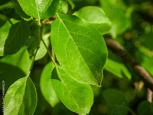 Vegetative background from leaves and plants. Lush, natural foliage. Green vegetation backdrop. Top view of a bed of green plants background. High quality image for professionnal compositing.