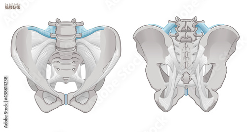 骨盤の正面と背面、腸腰靭帯