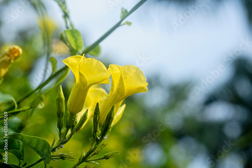 Fotografi Closeup of the yellow flower of a Tecoma Stans plant
