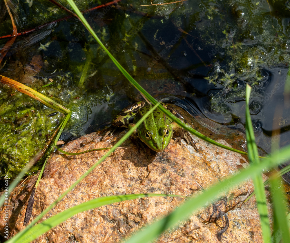 frog in a swamp by the water frog in a swamp by the water