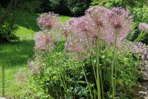 Lila flowers in the garden