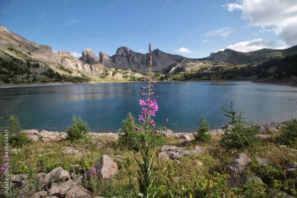 Epilobium parviflorum at Lake of Allos, Natural alpine lake, Mercantour National Park, France. It's the largest high altitude lake in Europe. hoary willowherb. smallflower hairy willowherb.  Onagracea