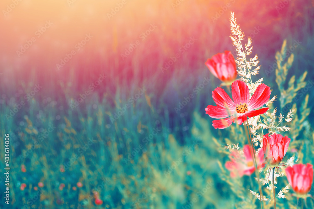 Colorful cosmos flowers on a background of summer landscape.