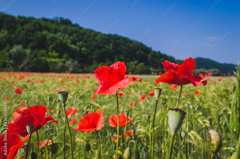 Obraz premium Red poppies and wheat field during sunrise in the summer. Podcetrtek, Slovenia.
