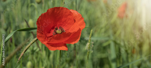 Flower meadow field background banner panorama - Beautiful flowers of poppies Papaver rhoeas in nature  close-up. Natural spring summer landscape with red poppies and green grasses