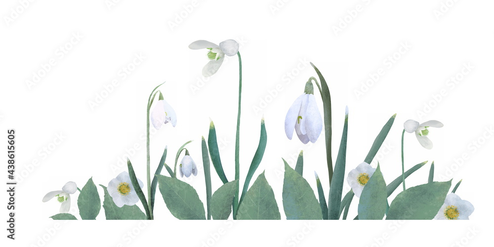 Spring flowers banner. Snowdrops illustration. Snowdrops blooming through the snow. Simple delicate illustration set on white isolated background.
