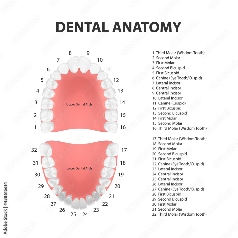 Vecteur Stock Vector 3d Realistic Teeth, Upper, Lower Adult Jaw, Top View.  Anatomy Concept. Orthodontist Human Teeth Scheme. Medical Oral Health.  Design Template of Prosthetics, Periodontal Disease Gums, Veneers