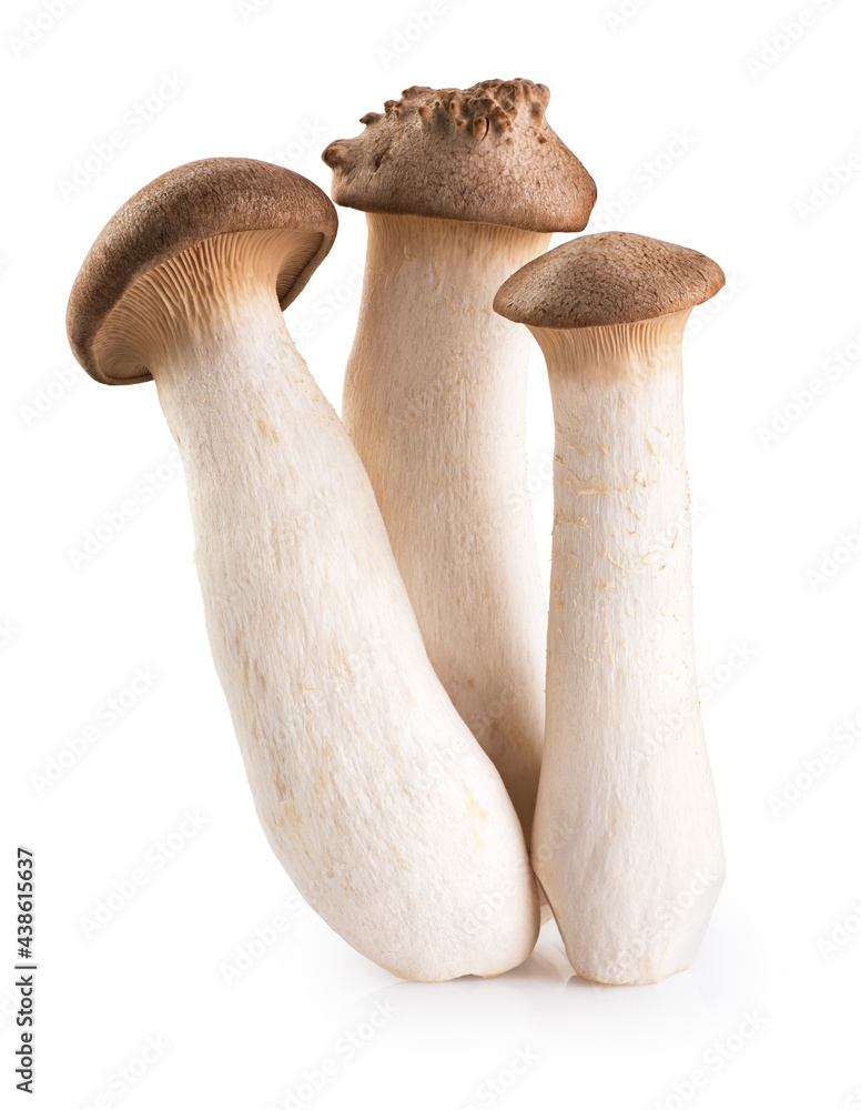 Eryngii mushroom isolated on white background. Eryngii mushroom isolated on white background.