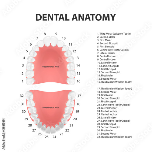 Vector 3d Realistic Teeth, Upper, Lower Adult Jaw, Top View. Anatomy Concept. Orthodontist Human Teeth Scheme. Medical Oral Health. Design Template of Prosthetics, Periodontal Disease Gums, Veneers