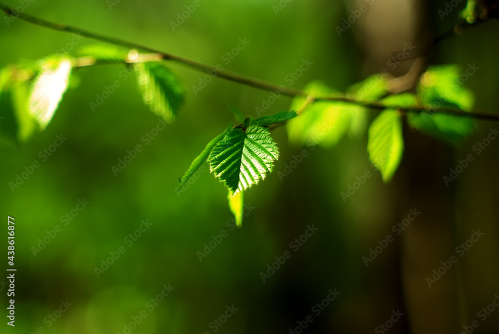 young leaves on a branch on a clear day young leaves on a branch on a clear day