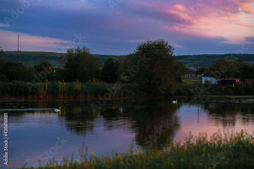 Beautiful wild swans swim in the lake on he background of sunset sky. © Татьяна Добрикова