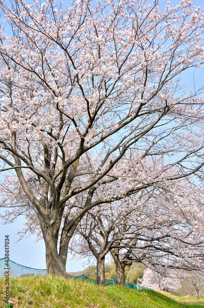 Fototapeta premium 河原に咲く桜 