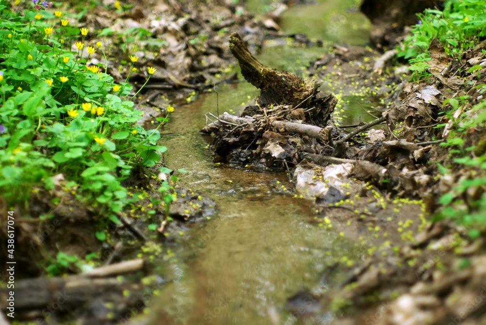 a small stream in the forest a small stream in the forest