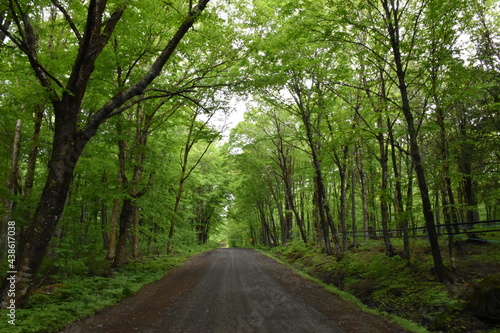 The road to the resort in summer, Sainte-Apolline, Québec