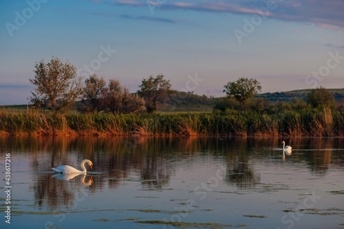 Beautiful wild swans swim in the lake on he background of sunset sky.