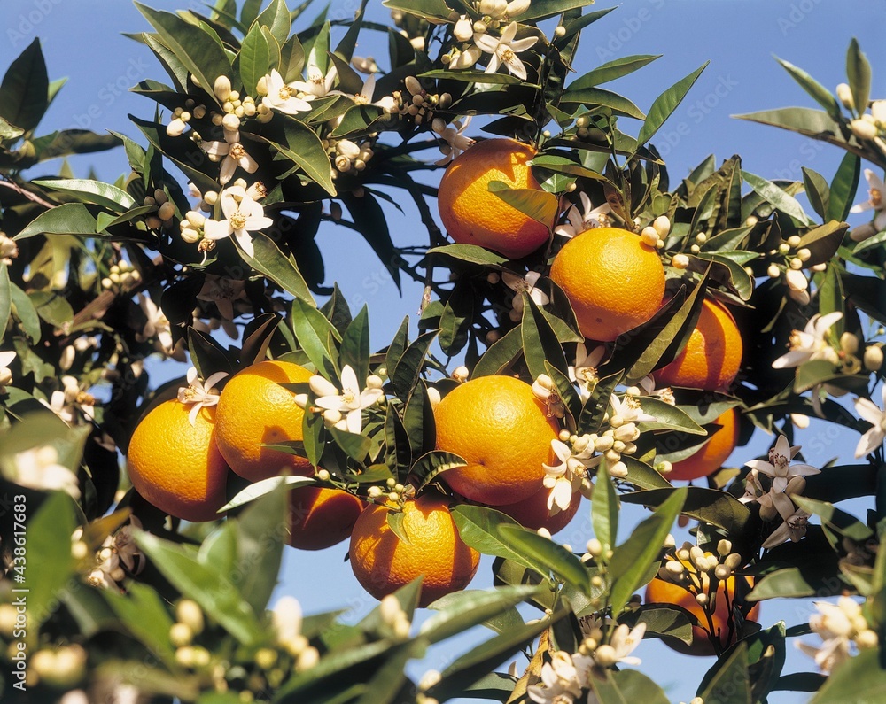 orange tree, branches, fruit, blossom, nature, plant, tree, oranges, citrus, fruit tree, vegetation, mediterranean, ripen, sunny, orange tree, branches, fruit, blossom, nature, plant, tree, oranges, citrus, fruit tree, vegetation, mediterranean, ripen, sunny,