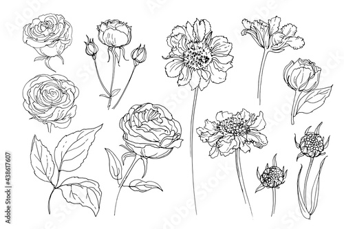 Flowers line drawn on a white background. Vector sketch of flowers. Roses, Scabious