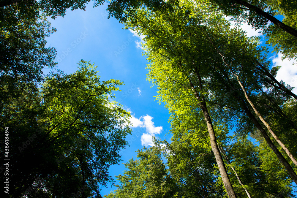 Bottom view of tall old fir trees in a magical forest. Blue sky in the background. Low angle view of trees in the forest. Natural background. Vegetation life cycle.