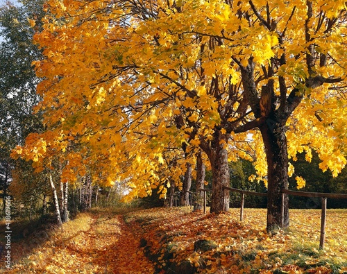 forest, maple trees, path, autumn, nature, landscape, season, autumnal, foliage, trees, deciduous trees, leaves, autumn colouring, yellow,  photo