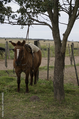 caballo criollo basto con lomillo completo en un arbol listo para ser montado © Laura