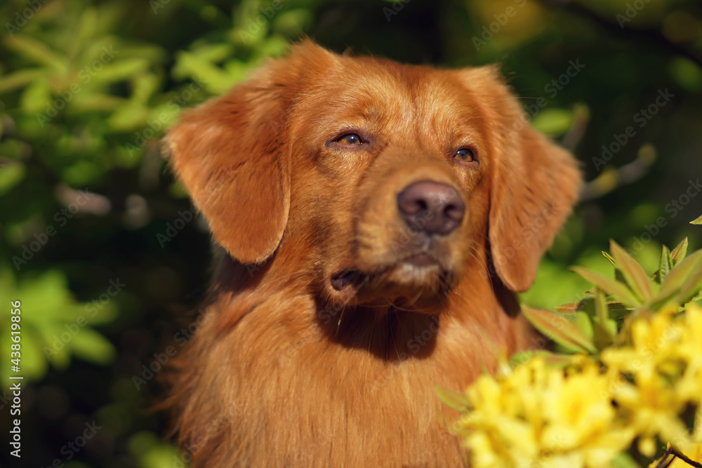Obraz premium The portrait of a serious Nova Scotia Duck Tolling Retriever (Toller dog) posing outdoors in a rhododendron bush with yellow flowers in spring
